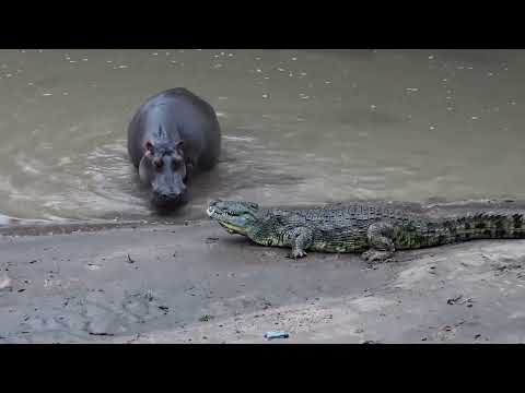 Nile crocodile trying to scare a Hippo