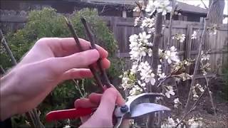 Easy way to graft multiple varieties on your fruit trees!