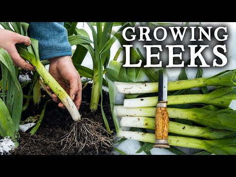 How To Grow Leeks | Easy Method for BIG Harvests