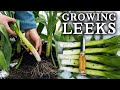 How To Grow Leeks | Easy Method for BIG Harvests