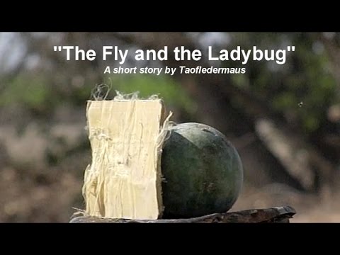 FLY vs LADYBUG - An important Lesson in Life