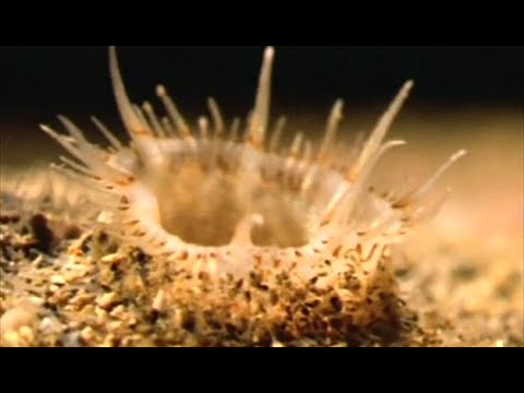 La filtration chez les mollusques bivalves