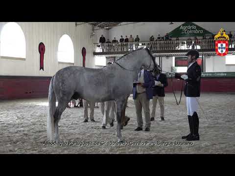 211023 7 Jairo D´Alem - Aprovação de Garanhões