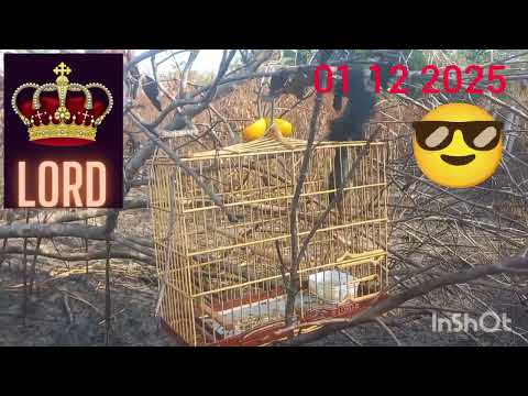 Lord na pegada de sodrelandia junco do Maranhão 