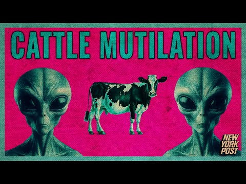 Are UFOs killing cows? We investigate the "cattle mutilation" phenomenon | The Basement Office