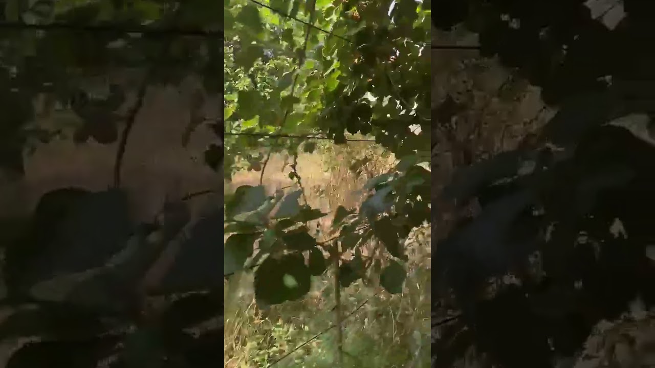 Vídeo do imóvel