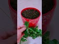 Gardening Tips Multiply Your Longevity Flowers Effortlessly With Branch Cuttings