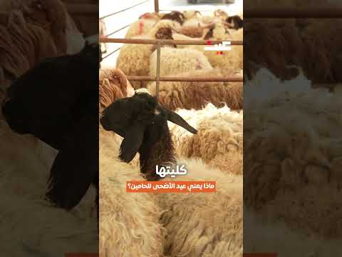 ماذا يعني عيد الأضحى للحامين؟ 