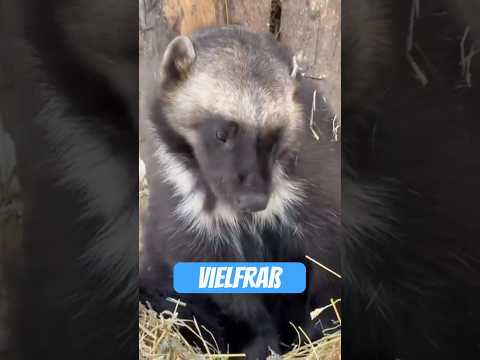 Wolverine: The aggressive natural monster with marten look