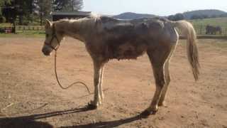 Cordelia - Last Act of Kindness