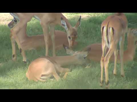 Djuma: Impala herd with young ones - 12/25/18