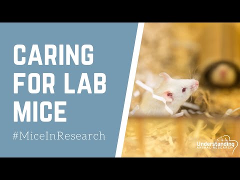 Caring for laboratory mice