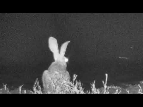 Djuma: Scrub Hare drinking - 19:33 - 08/22/18