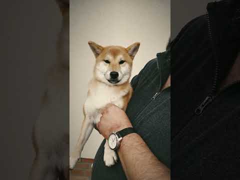 Shiba Inu Welpe kaufen