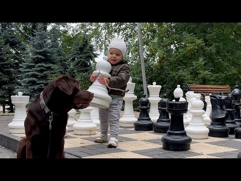 Can a 2-Year-Old REALLY Teach a Dog to Play Chess?