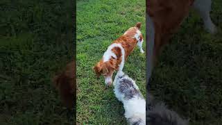 Video preview image #1 Brittany Puppy For Sale in Curwensville, PA, USA