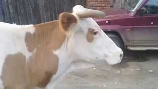 preview picture of video 'Csikszentmihály, én és a tehenek :-)'