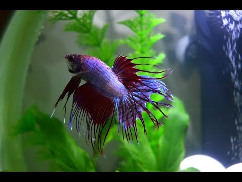 20 Facts about Betta Fish
