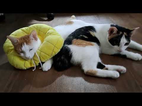 Cat Queen  I   si Kumi is beautiful and soft-hearted