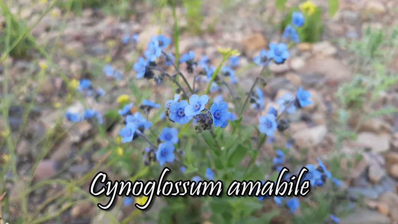 Cynoglossum amabile / No me olvides china / Nomeolvides chino / Plantas silvestres / Trupa