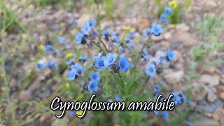 Cynoglossum amabile / No me olvides china / Nomeolvides chino / Plantas silvestres / Trupa