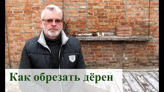Дерен пестролистный уход осенью