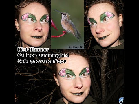 Episode 14 - Calliope Hummingbird Bird Glamour