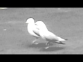 Seagulls In Parking Lot