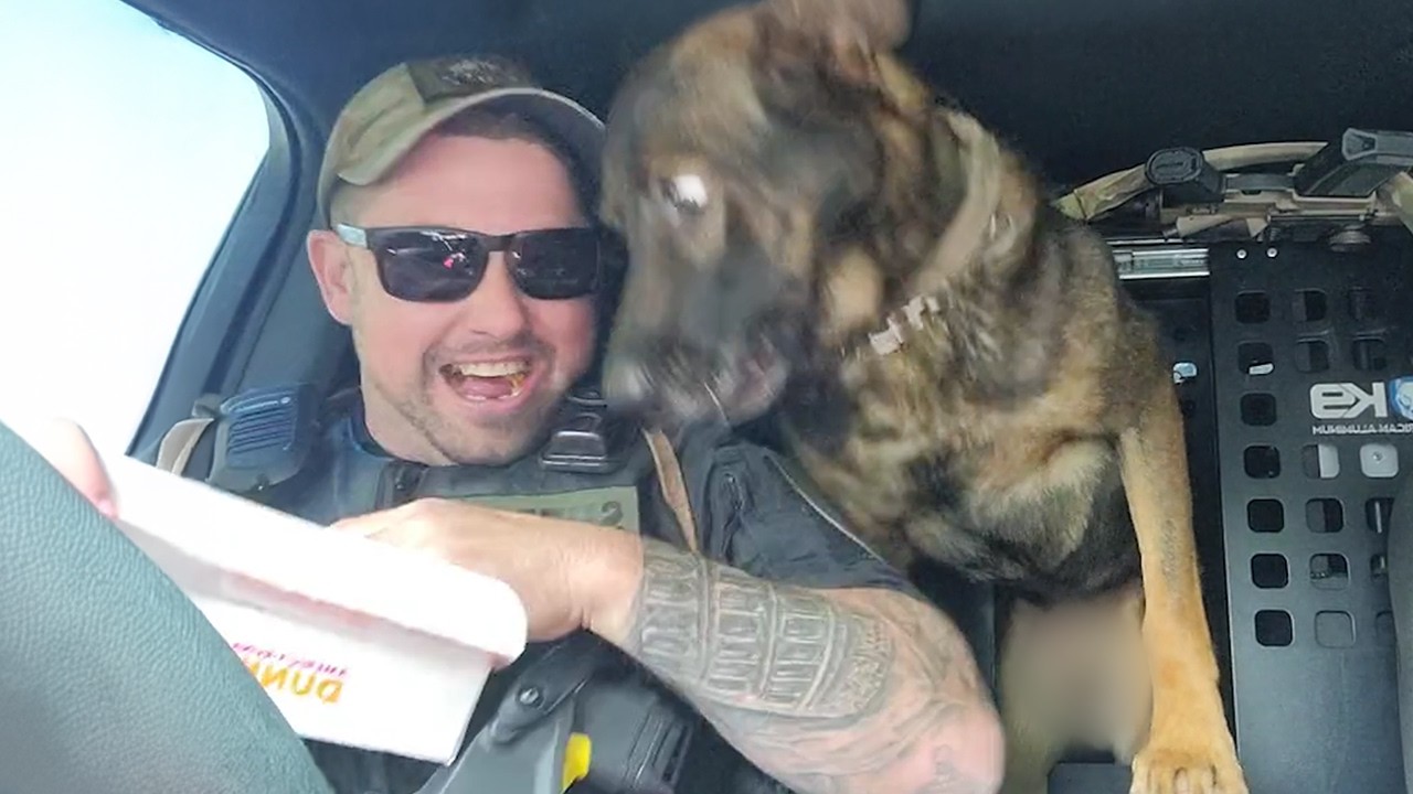 When Police Dogs Forget Their Job 😁 Funny Dog Videos 2025