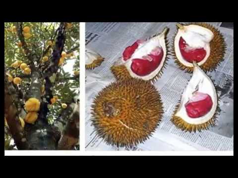 Red flesh durian special fruit tree