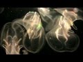 Jellies and Nettles - November 11, 2012