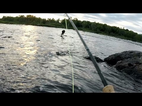 Large Atlantic Salmon Jumping on Gander River