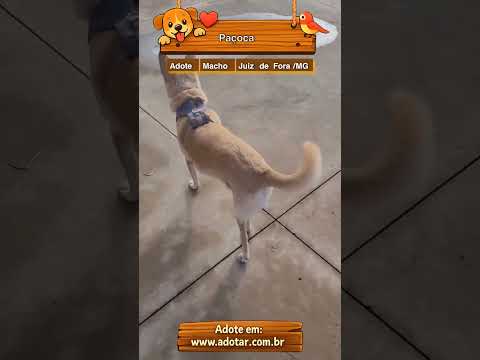 Vídeo de Paçoca