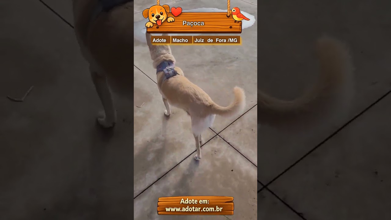 Cachorro raça SRD-ViraLata idade 6 ou mais anos nome Paçoca