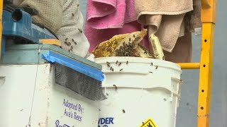 Florida Theatre extracts more than 20,000 bees from wall
