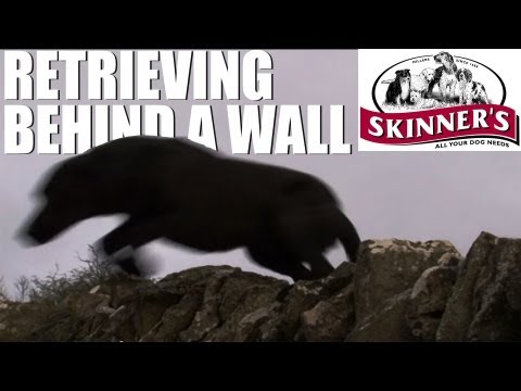 Gundog training tips – how to retrieve on the other side of a wall Gundog training tips – how to retrieve on the other side of a wall