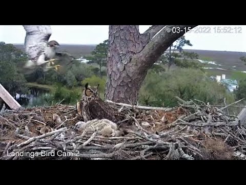 Red-tailed Hawk Attacks Nest-Cam Two 🦉 3/15/22  15:52