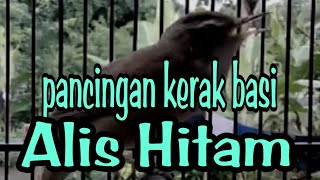 Download lagu BIKIN KERAK BASI ALIS HITAM IKUT GACOR !!!! mp3