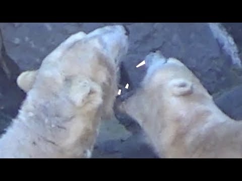 Dirty, Old Polar Bears Fighting