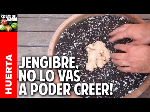 El jengibre y sus propiedades curativas