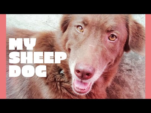 Dogs are playing | my sheep dog | beautiful pets |#shorts | fun & cooking with Fatima gill