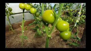 Томат Благовест: отзывы, описание сорта, фото, видео, отзывы ...