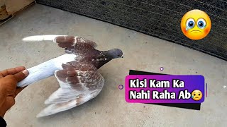 Kabootar urny se zaya ho gaya 😔 | kabootar bazi video 2023 | pigeon update |