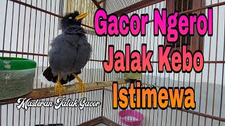 Download lagu Terapi Jalak Kebo Malas Bunyi Rutin Putarkan setiap Hari Agar Cepat gacor Dan Full Isian mp3 Download lagu Terapi Jalak Kebo Malas Bunyi Rutin Putarkan setiap Hari Agar Cepat gacor Dan Full Isian mp3