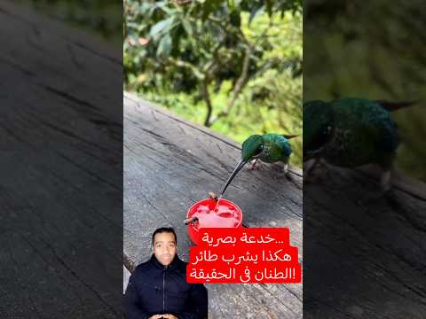 خدعة بصرية… هكذا يشرب طائر الطنان في الحقيقة! #خدعة#بصرية#طائر#الطنان#معلومات_دايلي