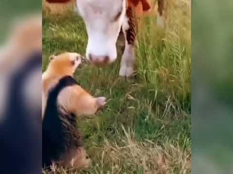 Oso Hormiguero (Tamanduá) rodeado de novillos en Caraguatá, Tacuarembó, Uruguay (2023)