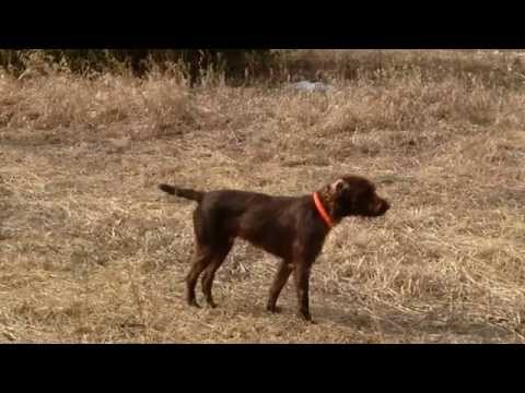Pudelpointer Maximilian hunting chuckars and pheasants