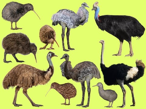 Learn names Ratites in English | Learn Sounds of Ratites for Kids @SmartFamilyEnglish