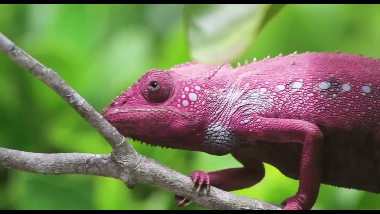 Albimeola: Csúszómászó