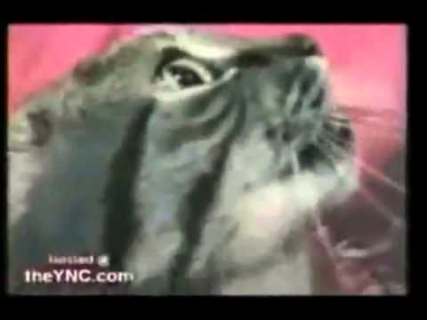 Tötentanz -- Болотные солдаты (Official Video)